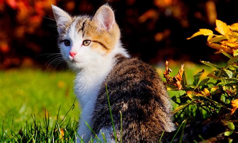 Beautiful Cute Wallpapers Wallpapersafari
