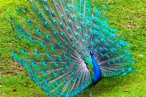 Indias National Bird