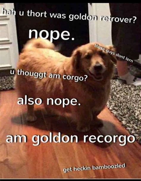 57 Bamboozled Meme Doggo
