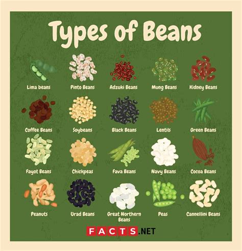 20 Types Of Beans To Cook And Plant With