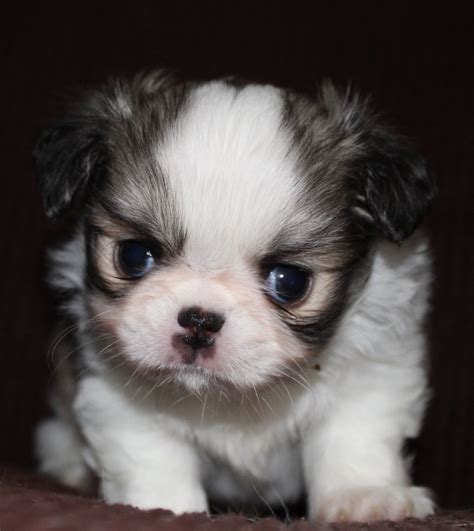 Japanese Chin Puppies For Sale Ottertail Mn 395176