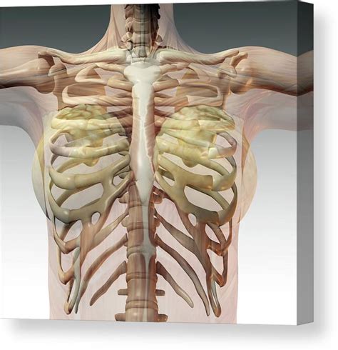 Female Rib Cage Muscles Finding Your Neutral Posture The Ribs