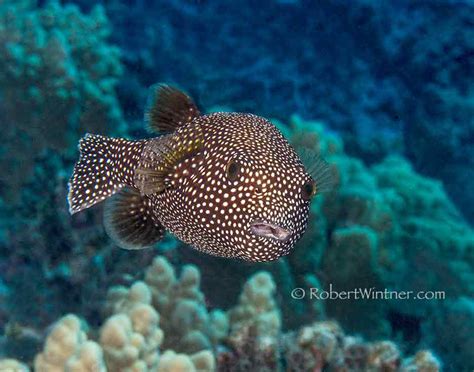 Hawaiian Spotted Puffer At Home Snorkel Bobs