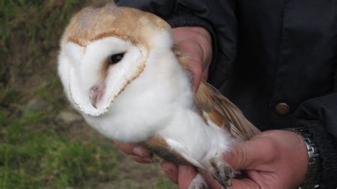 Barn Owls Chicks Hatch In Man Made Nesting Box For First Time In Ni Bbc News