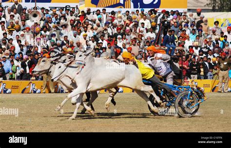 Indian Villagers Compete In A Horse Cart Race During The 74th Kila