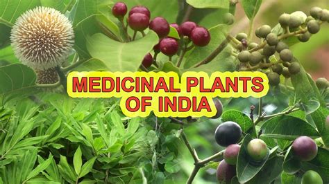 Indian Medicinal Plants And Their Uses With Pictures And Scientific