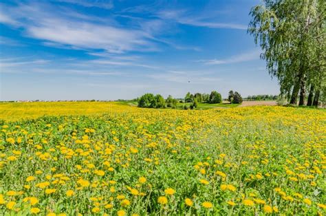 Het Mooie Landschap Van Gele Gebiedsweide Van Paardebloem Bloeit In De