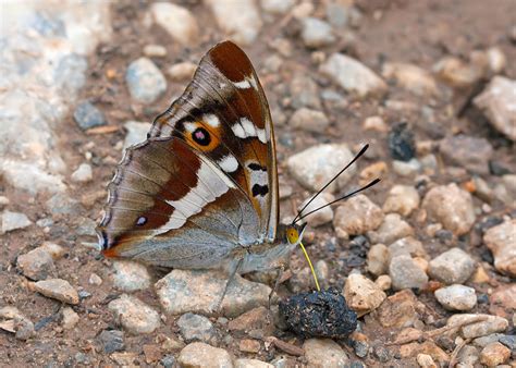 Sussex Butterflies Purple Emperor And Other Woodland Wonders