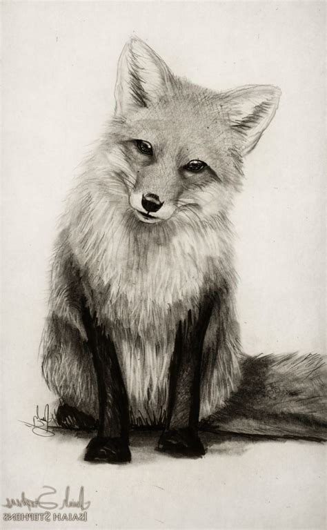 Pencil Drawing Of A Fox At Explore Collection Of
