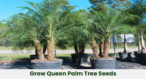 How To Plant And Grow Queen Palm Tree Seeds Embracegardening