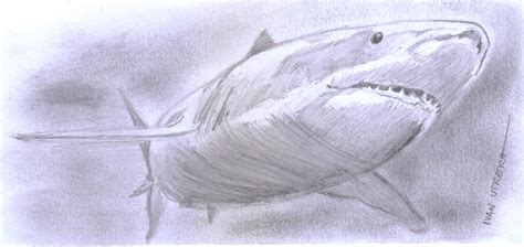 Tiburon A Lapiz Por Ivanutrera Dibujando