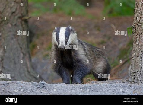 Adult Badger In The Forest Of Dean Stock Photo Alamy