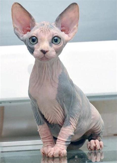 Sphynx are medium sized substantial cats and not fragile in any way. B8x3gEYIUAECZwg.jpg:large (640×891) | Sphynx katze, Katzen ...
