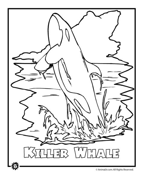 Gambar Killer Whale Endangered Animal Coloring Page Woo Jr Kids