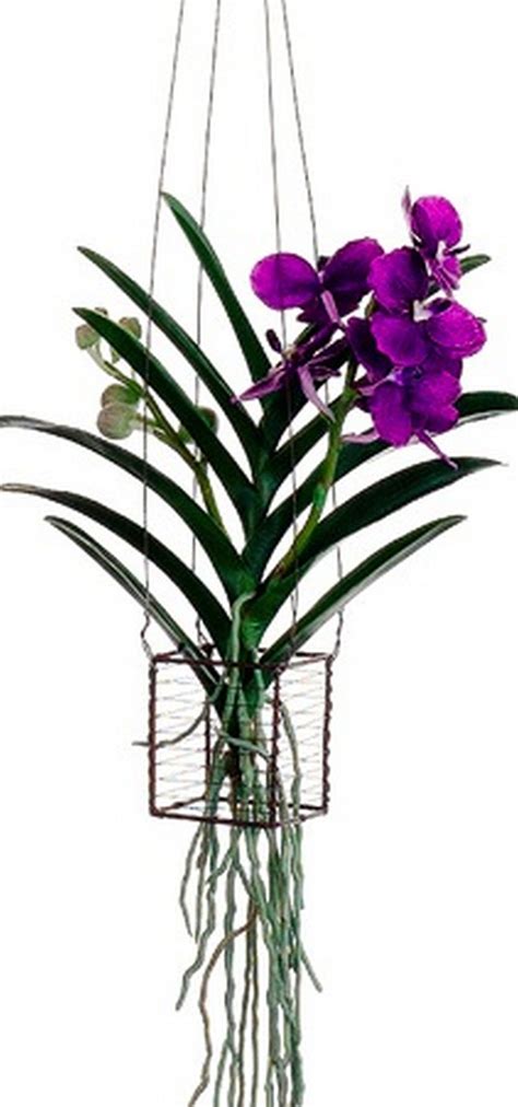 Beautiful Diy Hanging Orchids Ideas 31 Onechitecture Hanging Orchid Hanging Plants