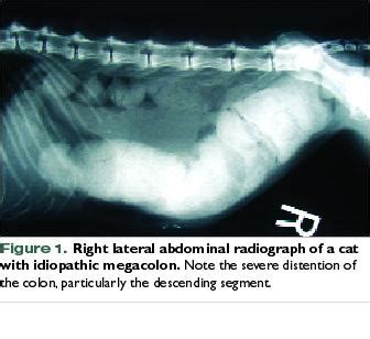 For idiopathic megacolon, initial management is medical. Megacolon & Constipation in Cats | Symptoms & Diagnosis