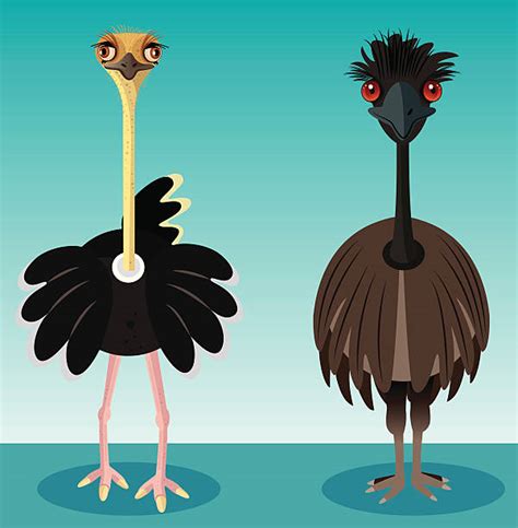 Emu Illustrations Royalty Free Vector Graphics And Clip Art Istock