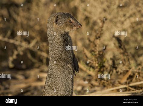 The Banded Mongoose Mungos Mungo Is A Mongoose Species Native From