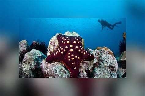 19 Bizarre And Beautiful Starfish Species Sunflower Sea Star Hd
