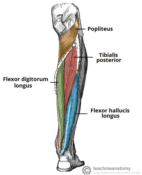 The deltoid (triangular), trapezius (trapezoid), serratus (saw‐toothed), and rhomboideus major (rhomboid) muscles have names that describe their. Exam 2 Muscles of the Lower Limb 2 - Anatomy 329 with ...