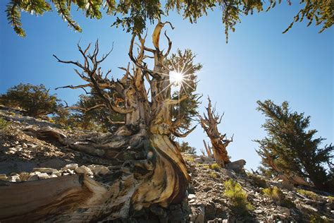 The Ancient Bristlecone Pine Forest Shulman Grove Is Located In The