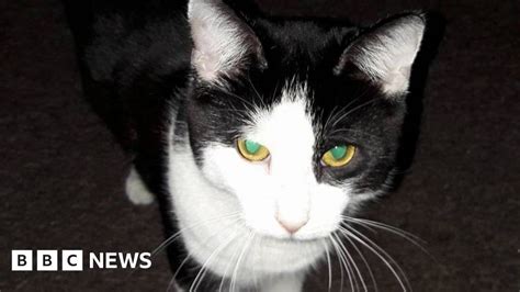 Firework Cat Killing Man Offers Reward Over Pet Death Bbc News