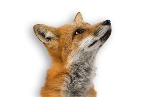 Red Fox Fox Png Download 900600 Free Transparent Red Fox Png