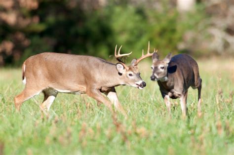 Whitetail Deer Reductor Chasing Doe Foto De Stock Y Más Banco De