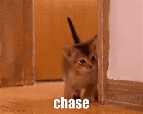 Cat Chase GIF Cat Chase Cat Chase Discover Share GIFs