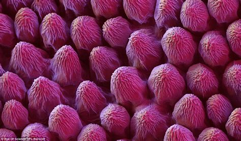 Microscopic Images Of Flowers Reveal Alien Landscapes On Petals Pollen
