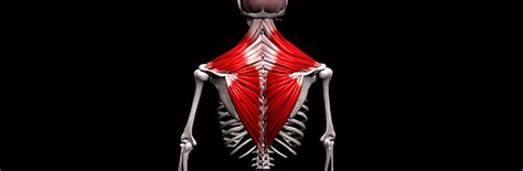 Трапециевидная мышца анатомия и функция Slavyoga