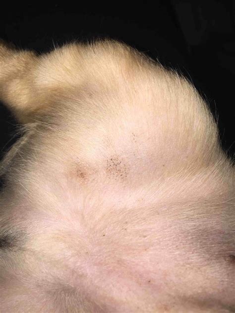 On The Inner Thigh Of My Pups Back Leg He Has This Little Blackbrown
