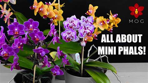 How To Care For Mini Phalaenopsis Orchids Care Tips For Beginners