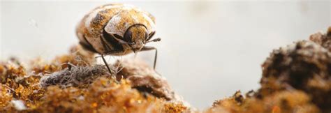 Identifying The Signs Of A Carpet Beetle Infestation Bedbugs
