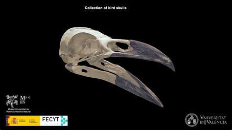 Common Raven Corvus Corax Download Free 3d Model By Museo Uv