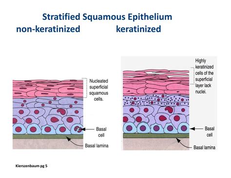 Stratified Squamous Epithelium Keratinized Scalp