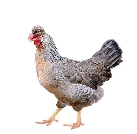 Full Body Of Brown Chicken Hen Standing Isolated White Background Use