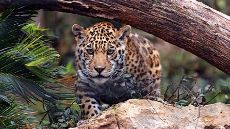 Download 1920x1080 Jaguar Sneaky Walk Predator Big Cats Wallpapers