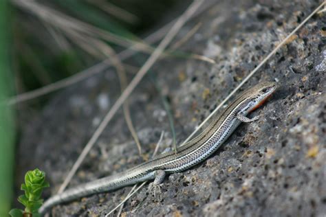 Three Lined Skink Bassiana Duperreyi Male Three Lined S Flickr