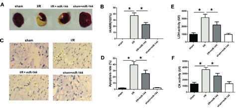 mir 144 induces a cardioprotective effect in vivo a ttc and evans download scientific