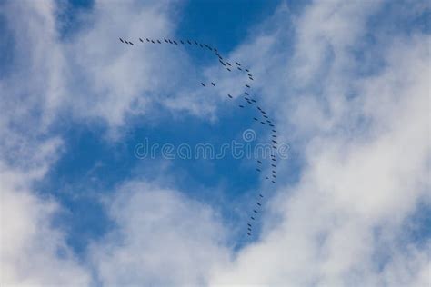 Migrating Birds Stock Photo Image Of Flying Birds Nature 73213642