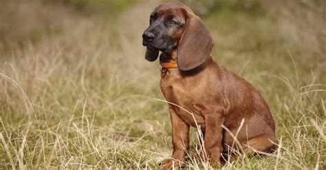 Bavarian Mountain Hound Dog Breed Complete Guide A Z Animals