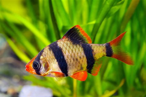 Tiger Barb The Complete Care And Breeding Guide