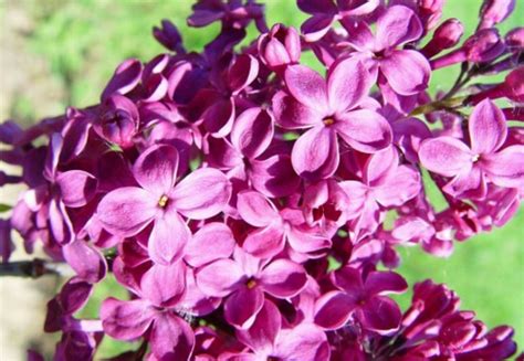 Fresh Seeds 25 Purple Lilac Seeds Tree Fragrant Hardy Flower Perennial Flowers Seed 867from Us