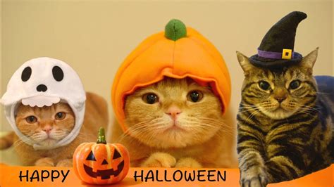 Happy Halloween 9 Cats Youtube