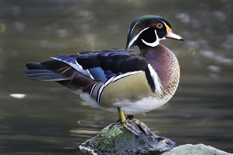 Everglades Species Profile: The Wood Duck - Captain Mitch's