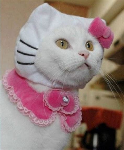 Ten Cats Who Think They Really Are The Fictional Character Hello Kitty