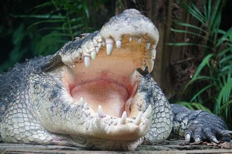 A Sunbathing Alligator At The Singapore Zoo Rphoto