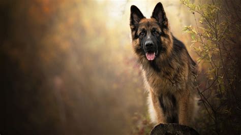 K9 German Shepherd Dog