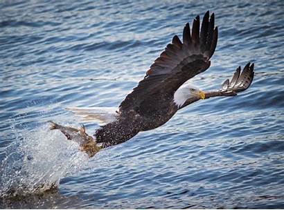 Fish Eagle Birds Hunting Animals Water Bird
